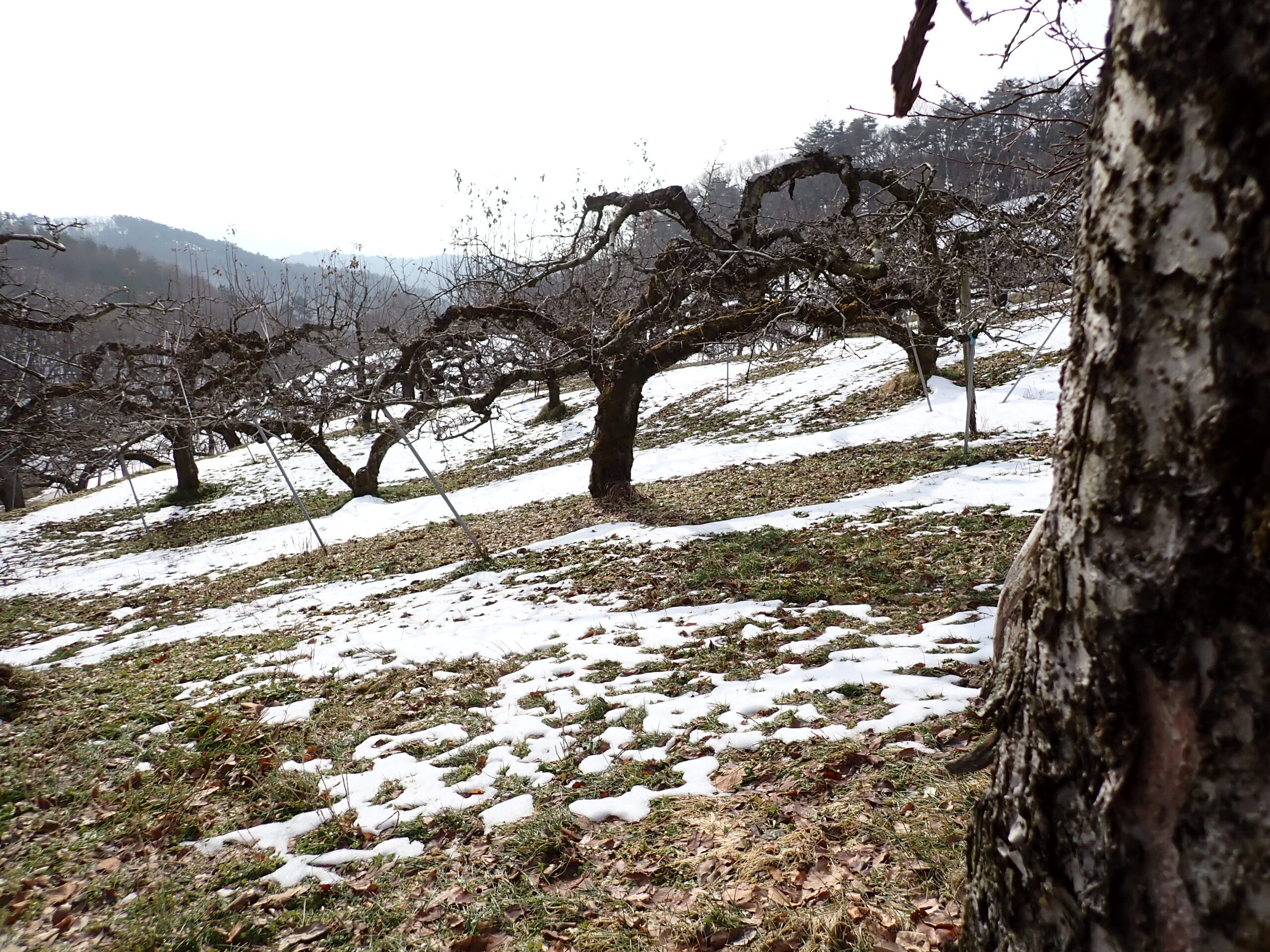 入会林野コンサルタント中央会議のご案内